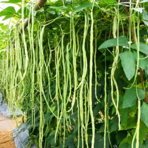 Imported Yard Long Beans Plant with Long Green Pods – High Yield Vegetable Seeds for Home Garden and Farm