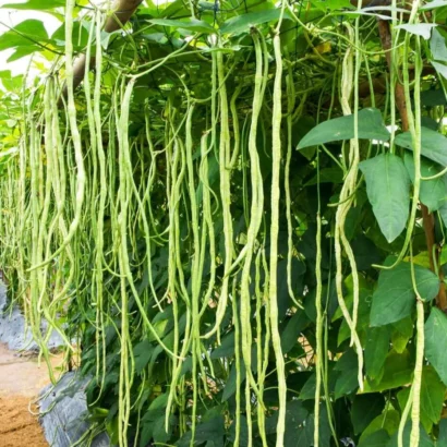 Imported Yard Long Beans Plant with Long Green Pods – High Yield Vegetable Seeds for Home Garden and Farm
