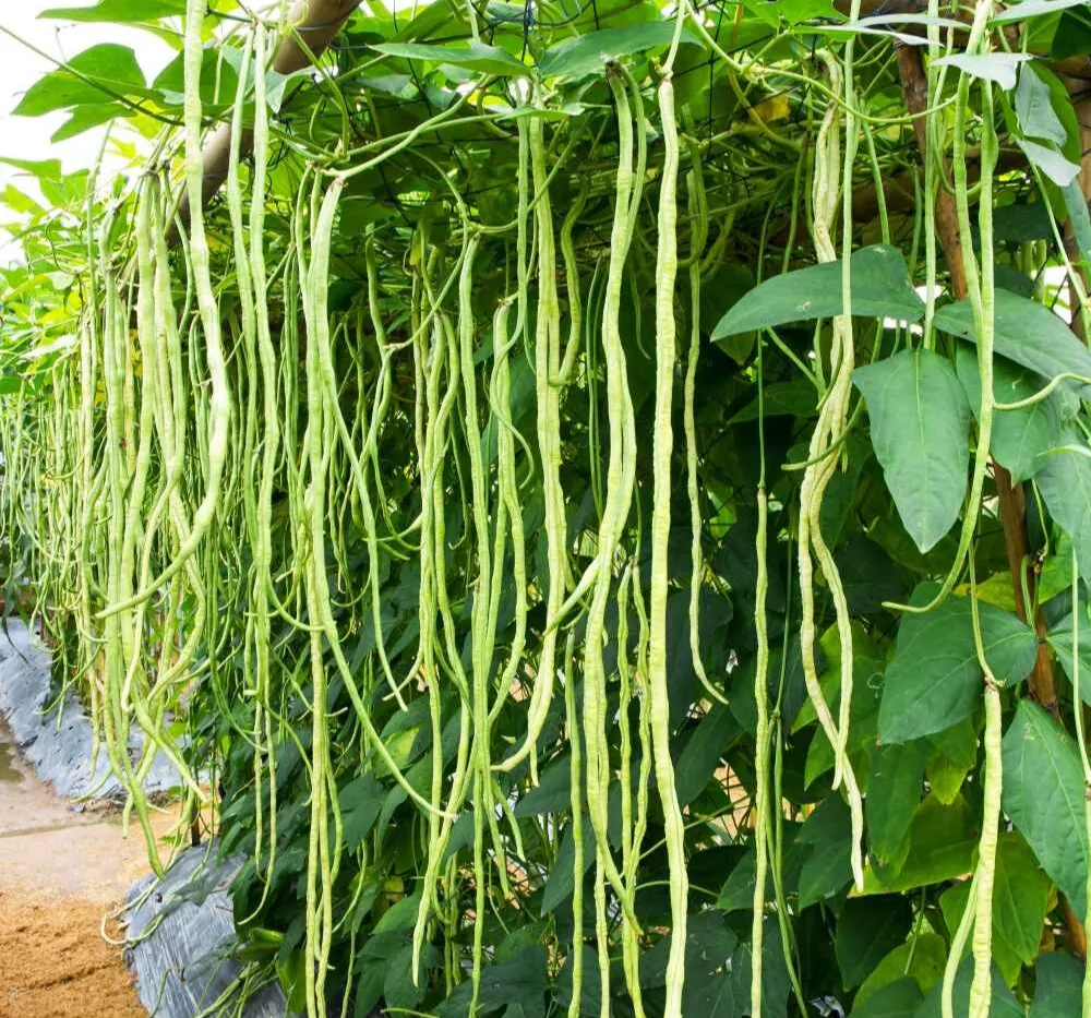 Imported Yard Long Beans Plant – High Yield Long Bean Variety for Home Garden Imported Yard Long Beans Plant with Long Green Pods – High Yield Vegetable Seeds for Home Garden and Farm