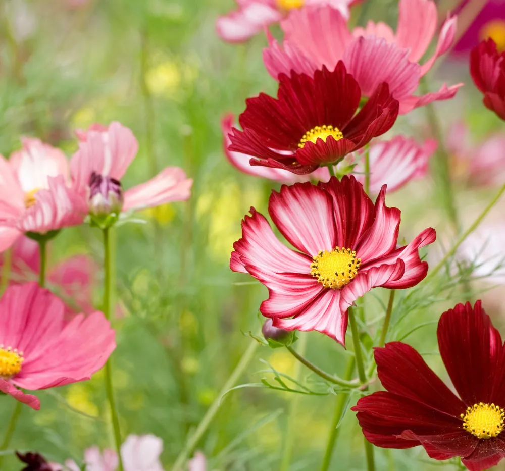 Cosmos Sensation Mixed Seeds