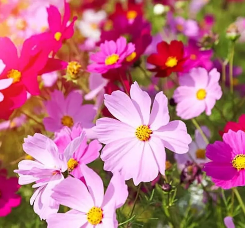 Cosmos Sensation Mixed Seeds