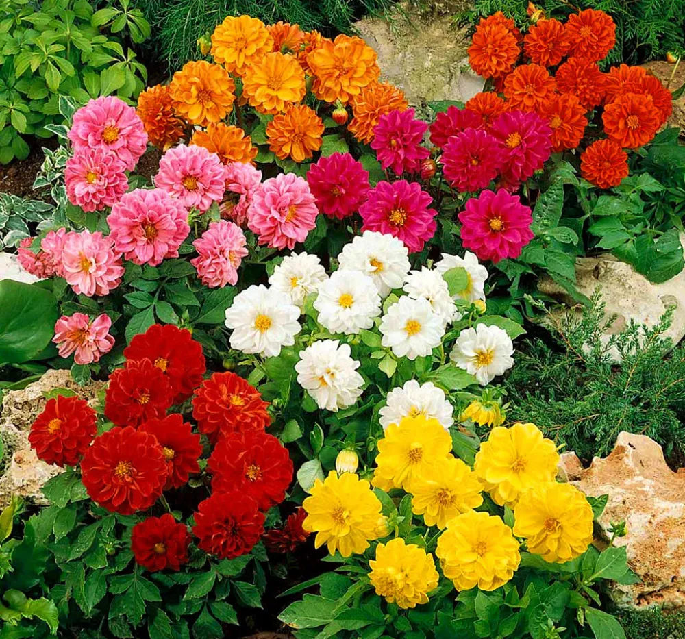 Dahlia Figaro Mixed Seeds