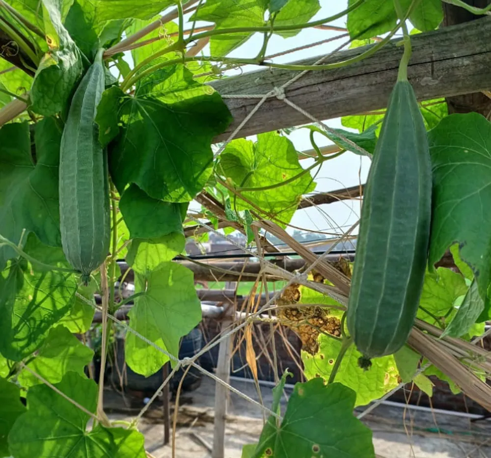 Ridge Gourd 30+Seeds