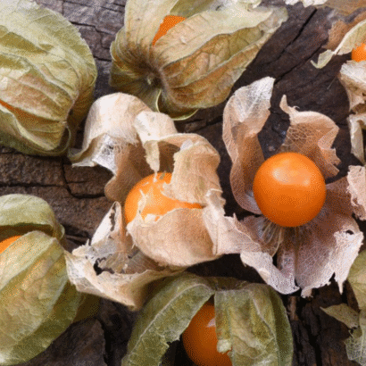 Cape Gooseberry