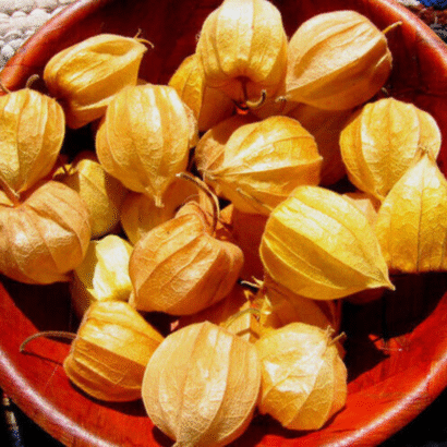 Cape Gooseberry