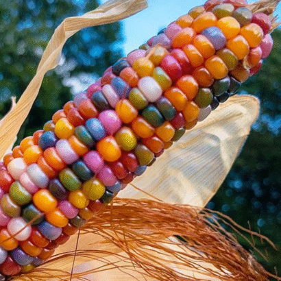 Imported Rainbow Corn