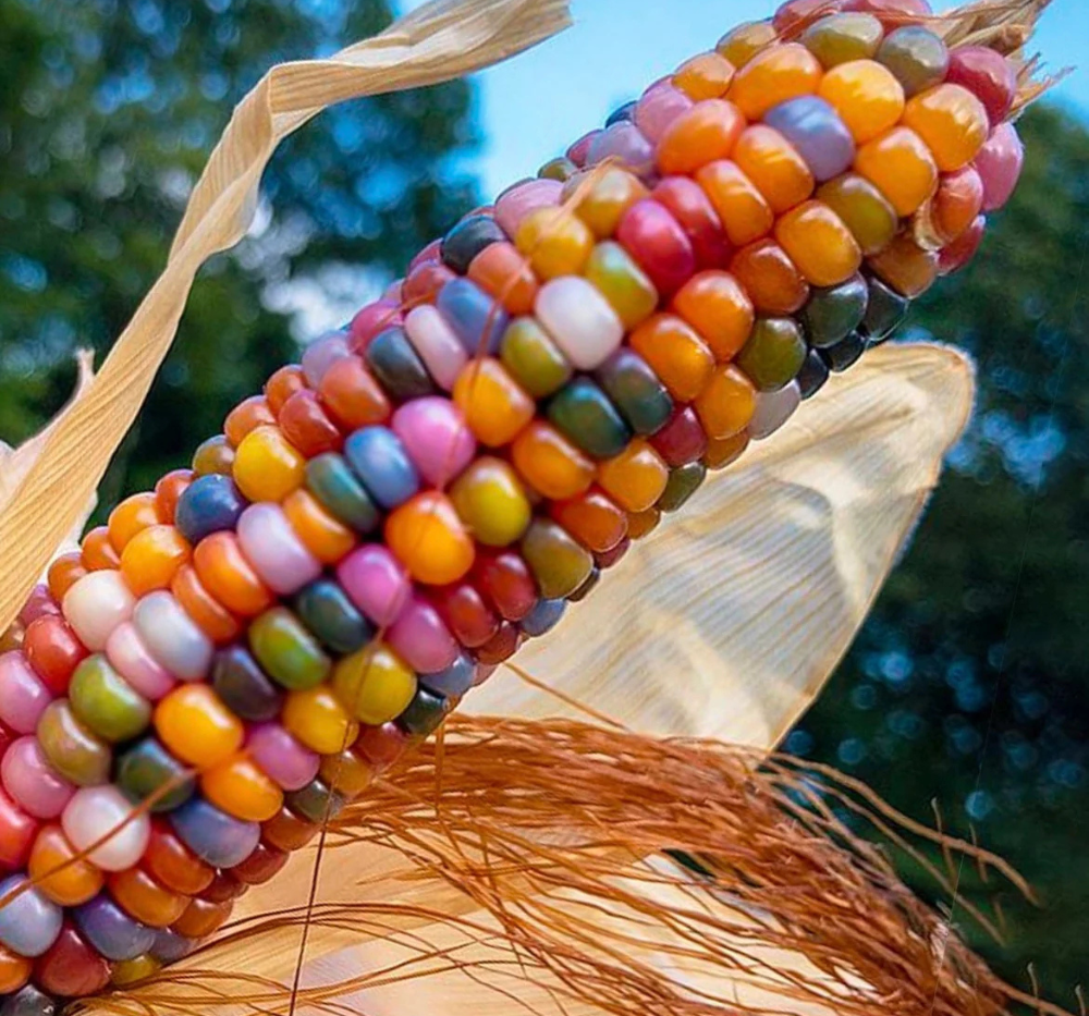 Imported Rainbow Corn