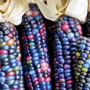 Imported Rainbow Corn