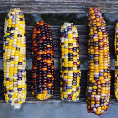 Imported Rainbow Corn