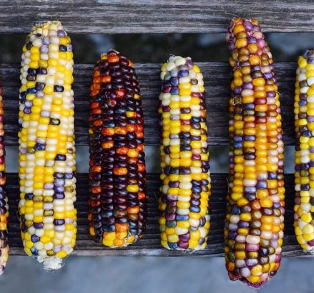 Imported Rainbow Corn2 Imported Rainbow Corn