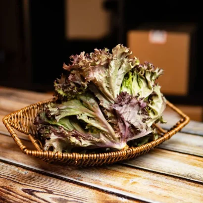 Lettuce Butter Head Red