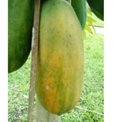 Papaya Shah Nanah