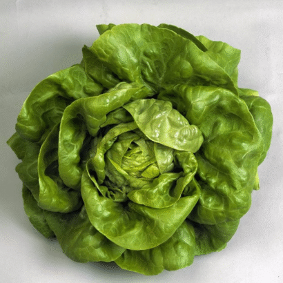 Lettuce Butter Head Green