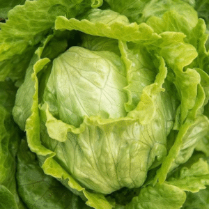 Lettuce Ice Berg