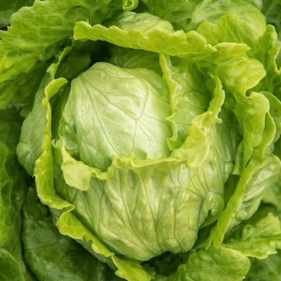 Lettuce Ice Berg