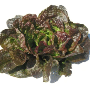 Lettuce Ivonina Batavia