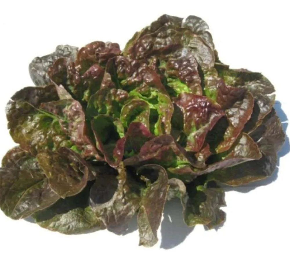 Lettuce Ivonina Batavia