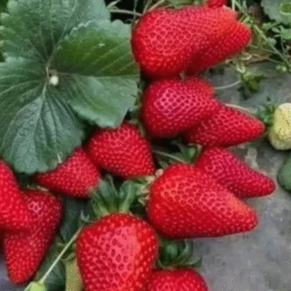 Strawberry Alipne Fragaria