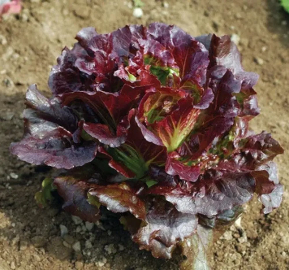 Lettuce Ivonina Batavia