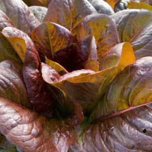 Lettuce Red Romaine