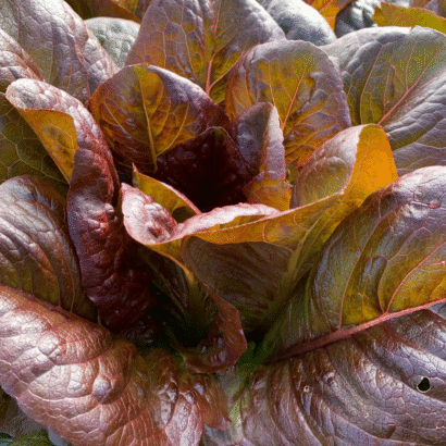 Lettuce Red Romaine