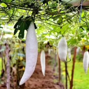 Snake Gourd White Short (Potla Kaya) 5Seeds