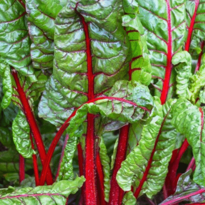 Swiss chard Imported Red