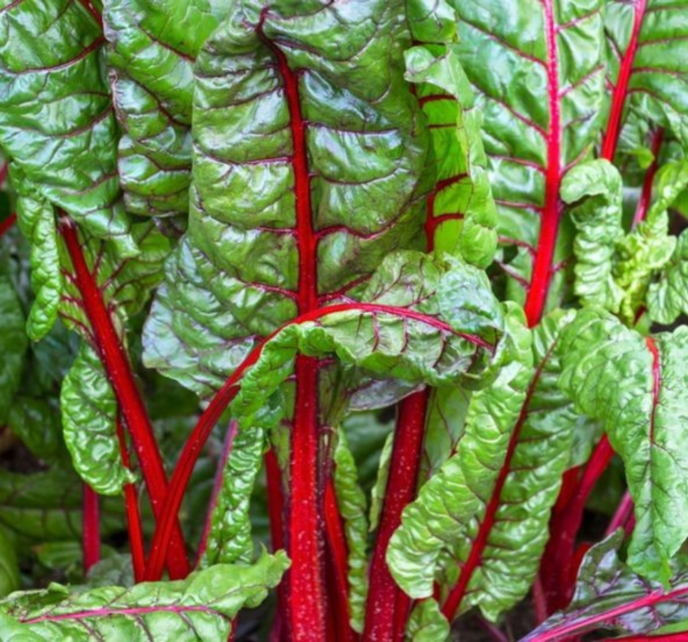Swiss chard Imported Red