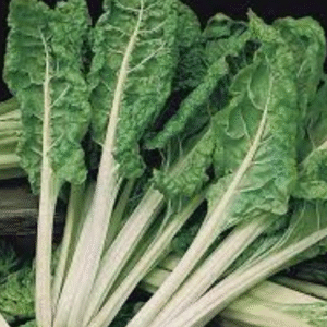 Swisschard Mangold Lucullus