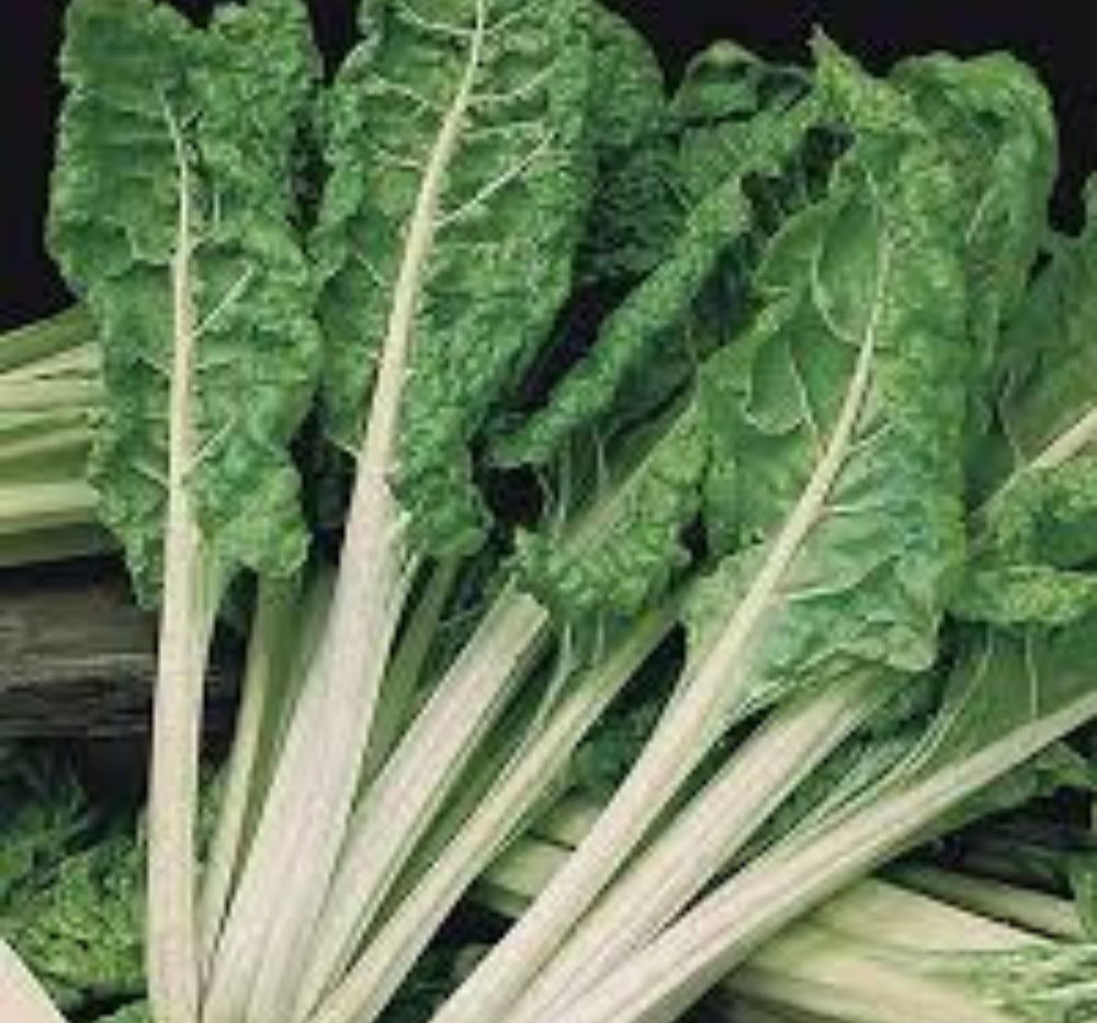 Untitled design Swisschard Mangold Lucullus