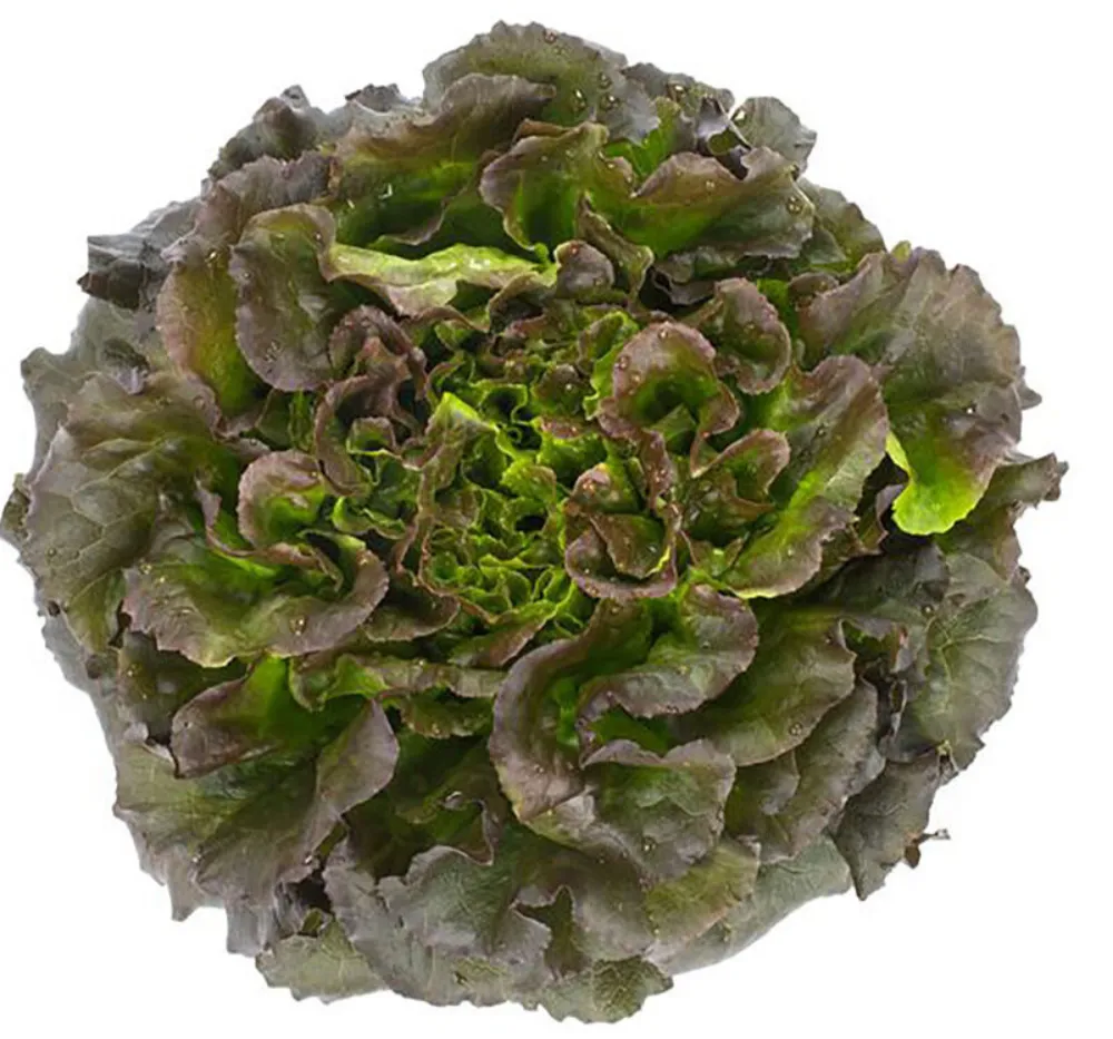 Lettuce Ivonina Batavia