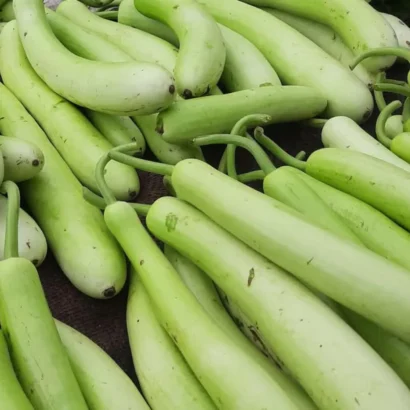 Bottle Gourd Sumant (Anapakaya / Sorakaya) Seeds