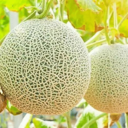 Musk Melon Nirupama