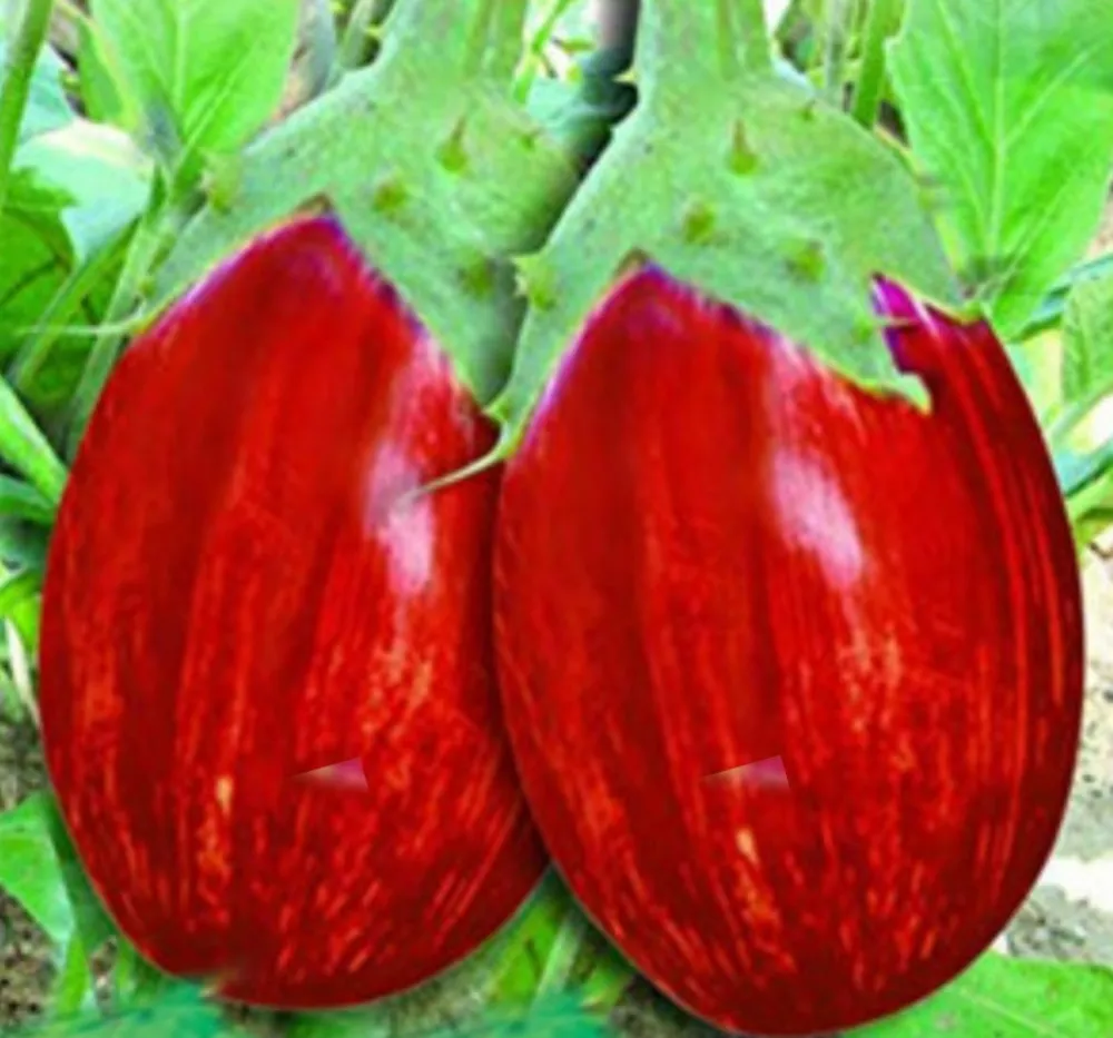 Untitled design Brinjal MK 10