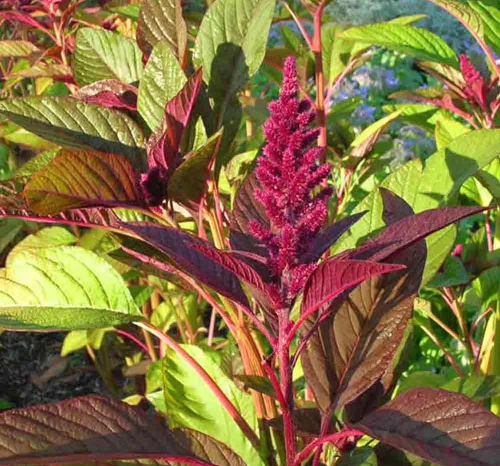 Amaranthus Red (Thotakura)