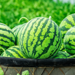 Water Melon Hybrid