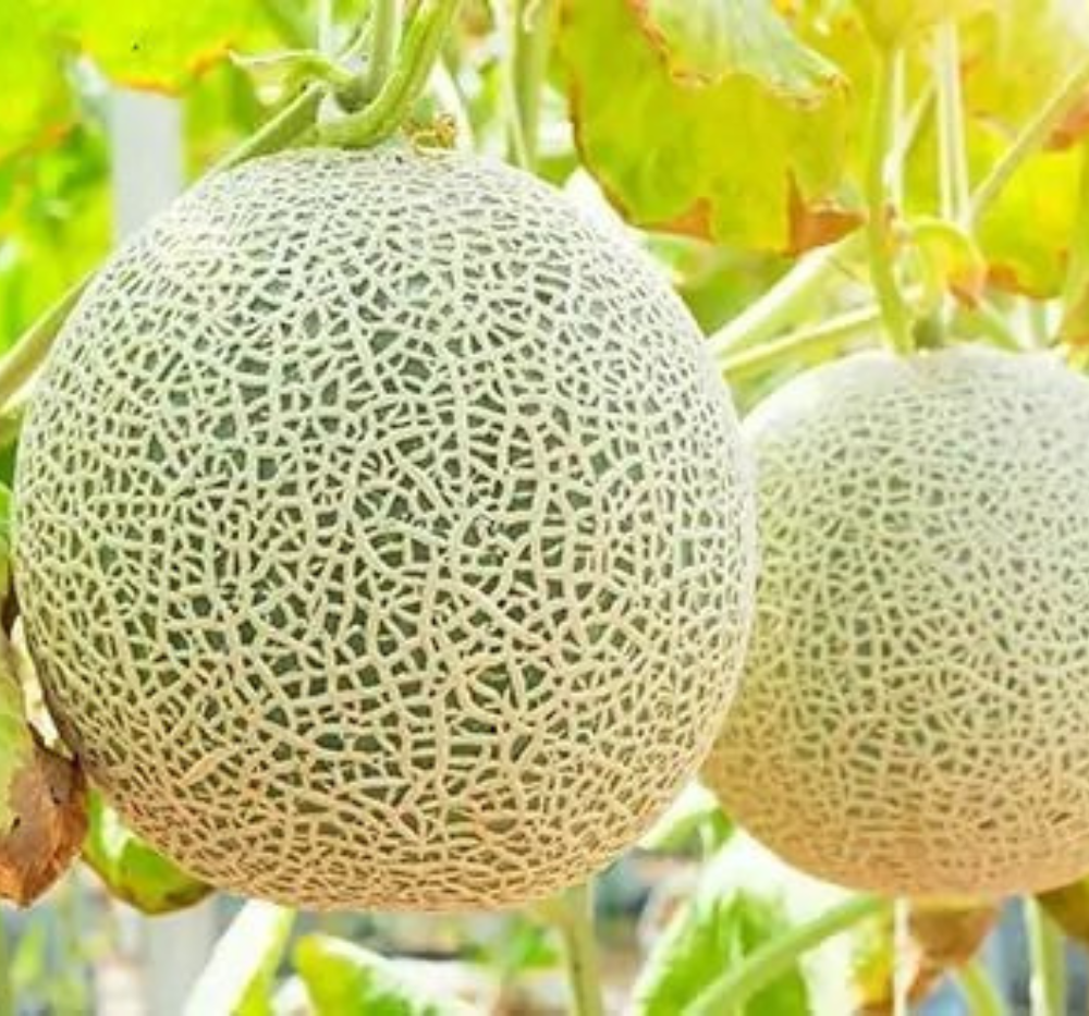 Musk Melon Nirupama
