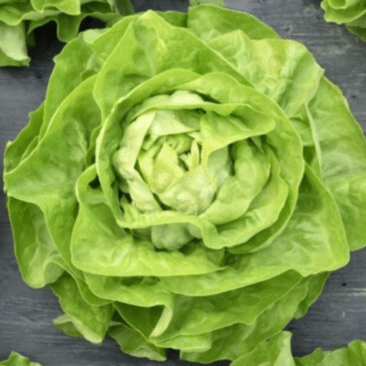 Lettuce Butter Head Green