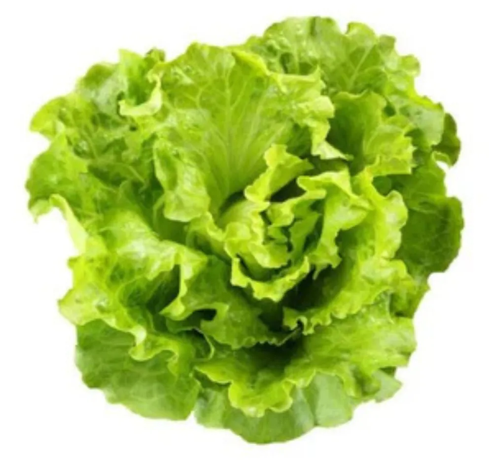 Lettuce Ice Berg Salista
