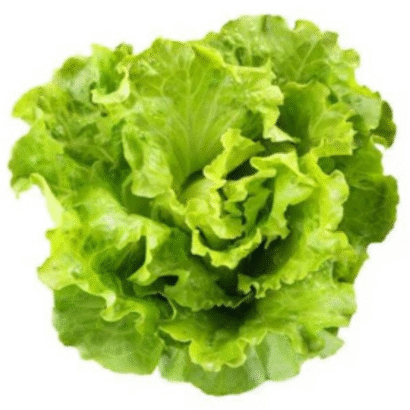 Lettuce Ice Berg