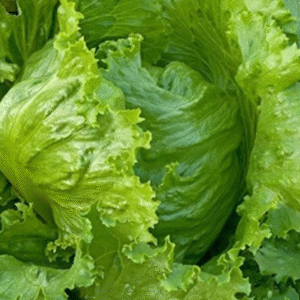 Lettuce Ice Berg Salista