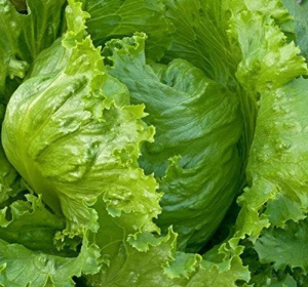 Lettuce Ice Berg Salista