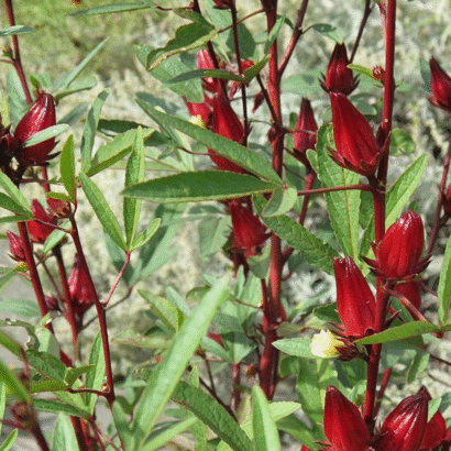 Red Stem Gongura