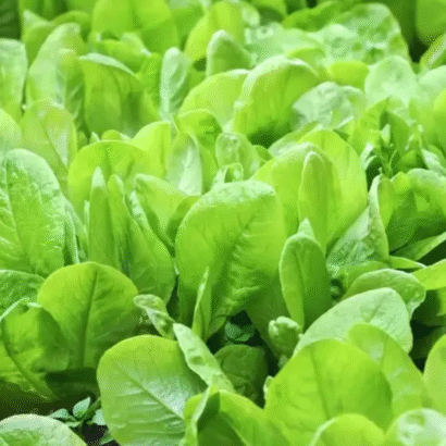 Spinach (Palakura)