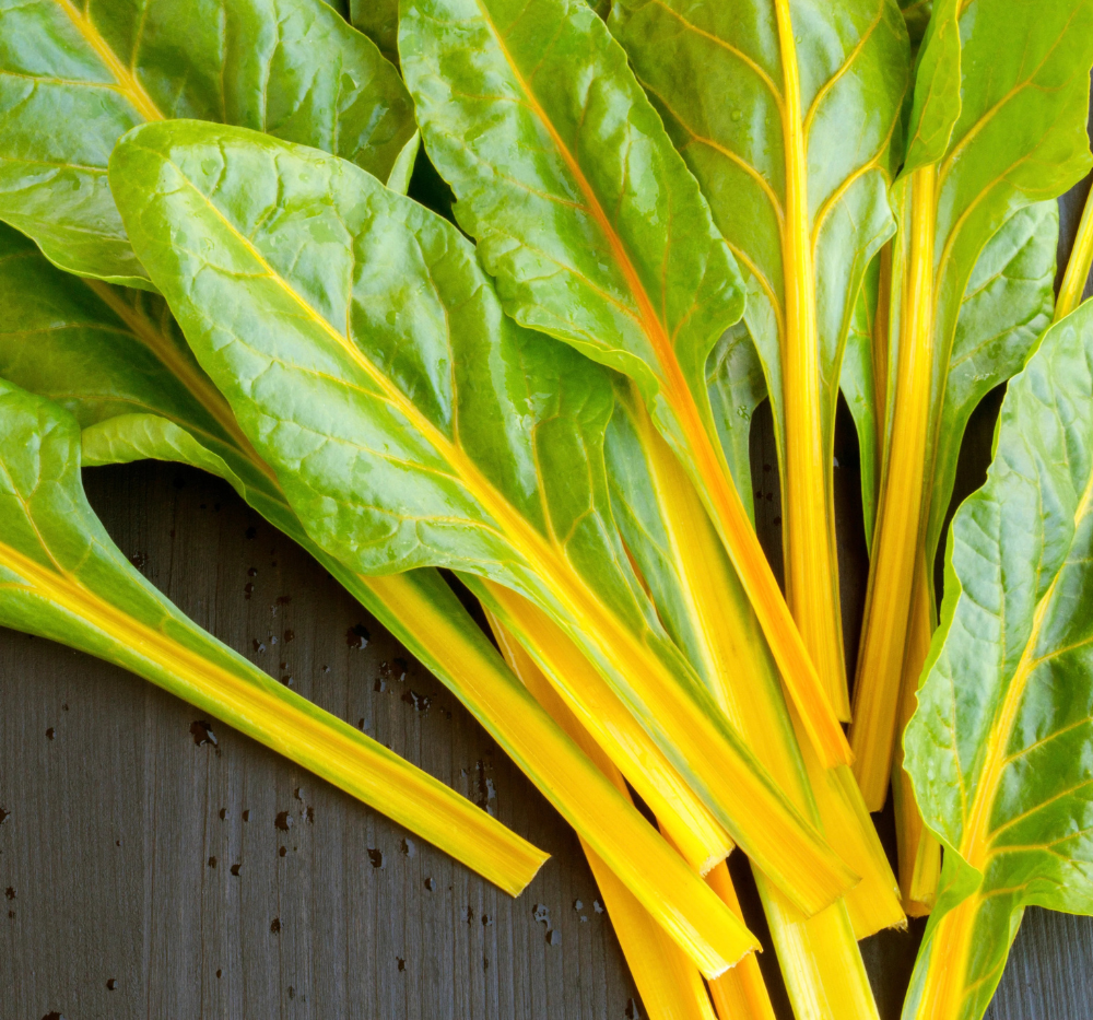 chard plants Swiss chard Bright Yellow