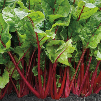 Swiss chard Imported Red
