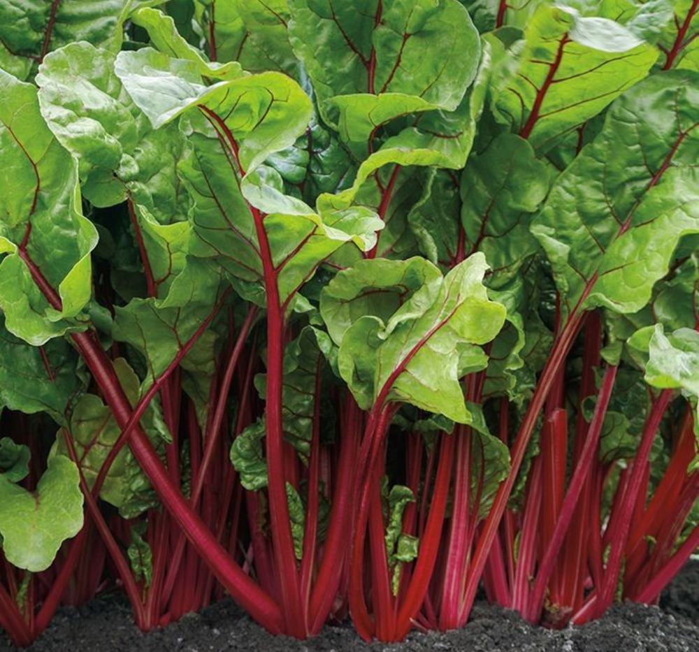 Swiss chard Imported Red