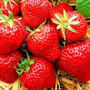 Strawberry Alipne Fragaria