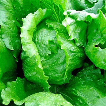 Lettuce Ice Berg Salista