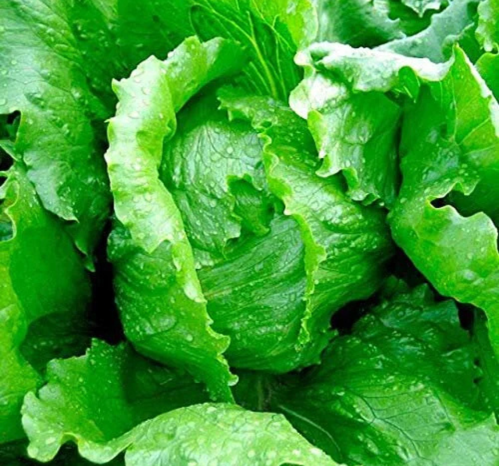 Untitled design2 Lettuce Ice Berg Salista